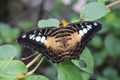 Close-up of butterfly on leaf