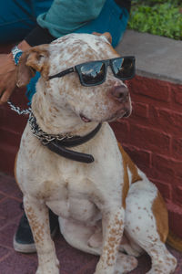 Dog wearing sunglasses sitting on outdoors