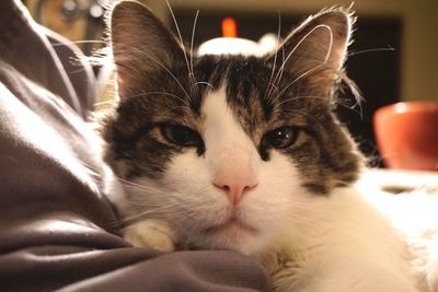 Close-up portrait of cat relaxing at home