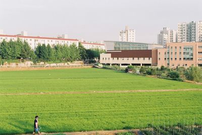 Grassy field and buildings against clear sky