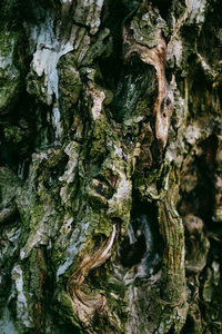 Moss growing on tree trunk