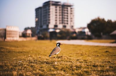 Bird on grass in city