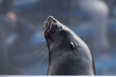 Close-up of sea lion