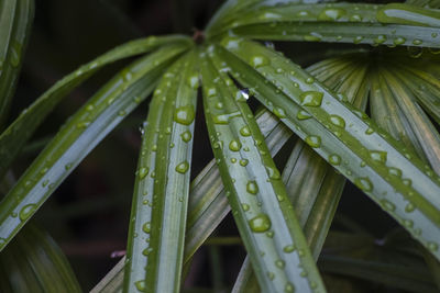 Close-up of wet plant leaves during rainy season