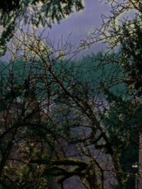 Low angle view of trees against sky