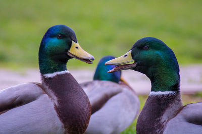 Close-up of mallard duck