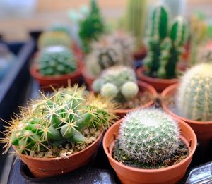 Close-up of cactus plants in pot