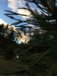 Pine trees against sky during sunset