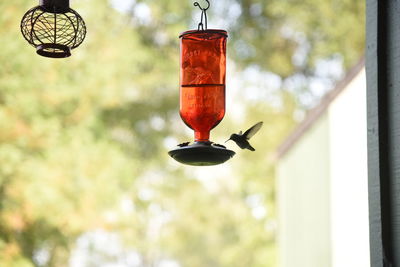Bird flying hanging from feeder
