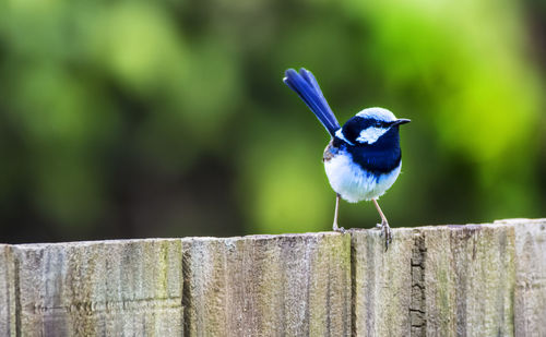 Splendid wren bird