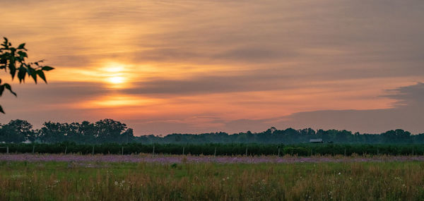 Scenic view of field against sky during sunset
