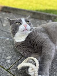 pet