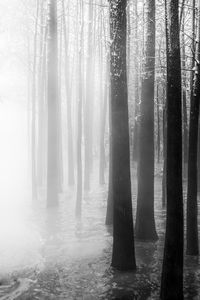 Trees in forest during foggy weather