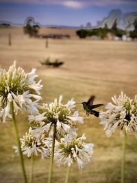 Close-up of white flowering plant on field