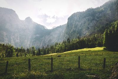 Scenic view of grassy field against sky