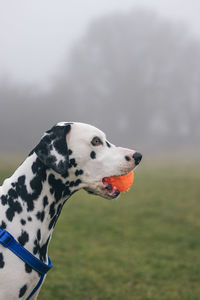 Close-up of dog carrying ball in mouth while standing on field during foggy weather