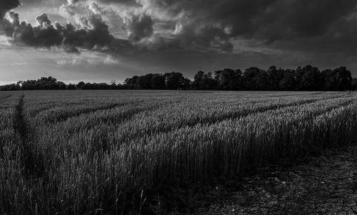 Scenic view of field against sky