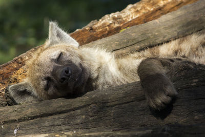 Close-up of lion sleeping on wood