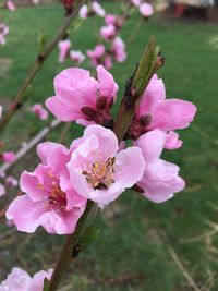 Close-up of pink flowers blooming outdoors