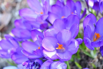 Close-up of purple crocus flowers