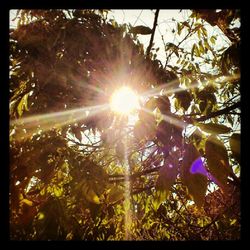 Sun shining through trees