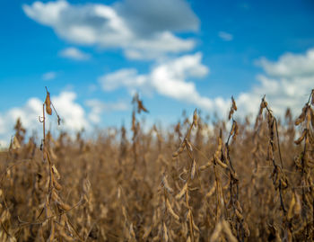 Close-up of plants on field against sky