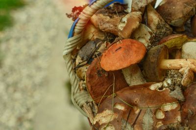 Close-up of fruits