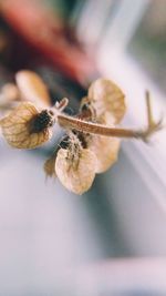 Close-up of insect on leaf