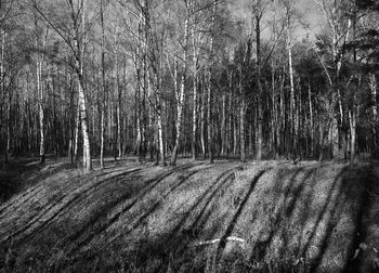 View of bare trees in forest