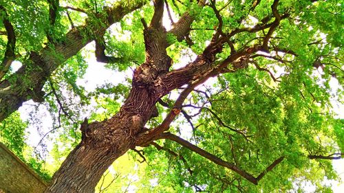 Low angle view of tree against sky