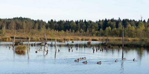 View of ducks swimming in lake