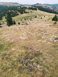 High angle view of purple flowers on field