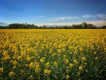 Scenic view of oilseed rape field against sky