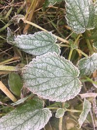 Close-up of frozen plant during winter