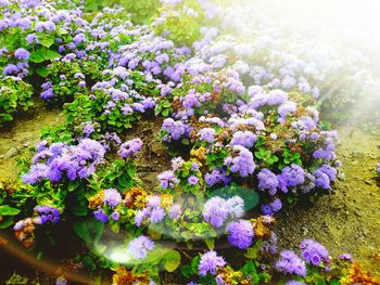 Close-up of purple flowers