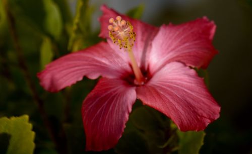 Close-up of pink flowers