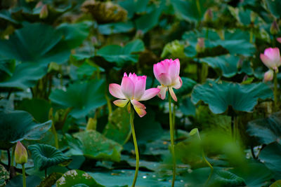 Close-up of pink flowering plant