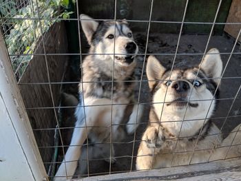 Portrait of dogs standing in pen