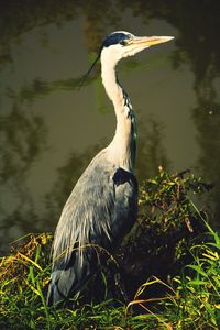 High angle view of gray heron perching on lake