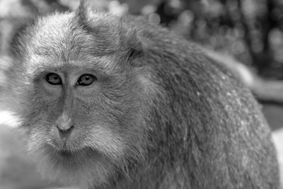 Close-up portrait of monkey