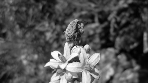 Close-up of fly on flower