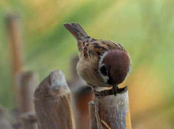 Close-up of bird perching on wooden post