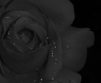 Close-up of water drops on flower