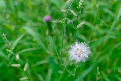 Close-up of dandelion flower on field