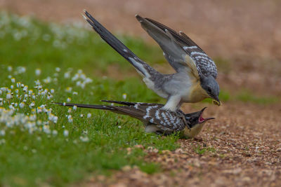 Close-up of birds perching on land