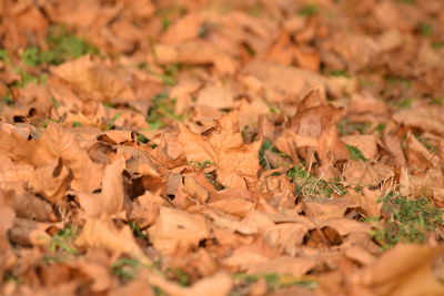 Close-up of dried leaves on field