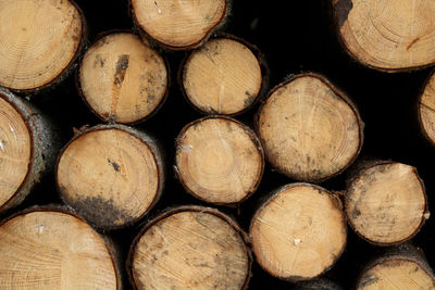 Full frame shot of logs in forest