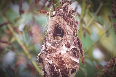 Close-up of bird nest on tree