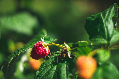 Close-up of red berries growing on plant