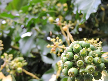 Close-up of plant growing on plant